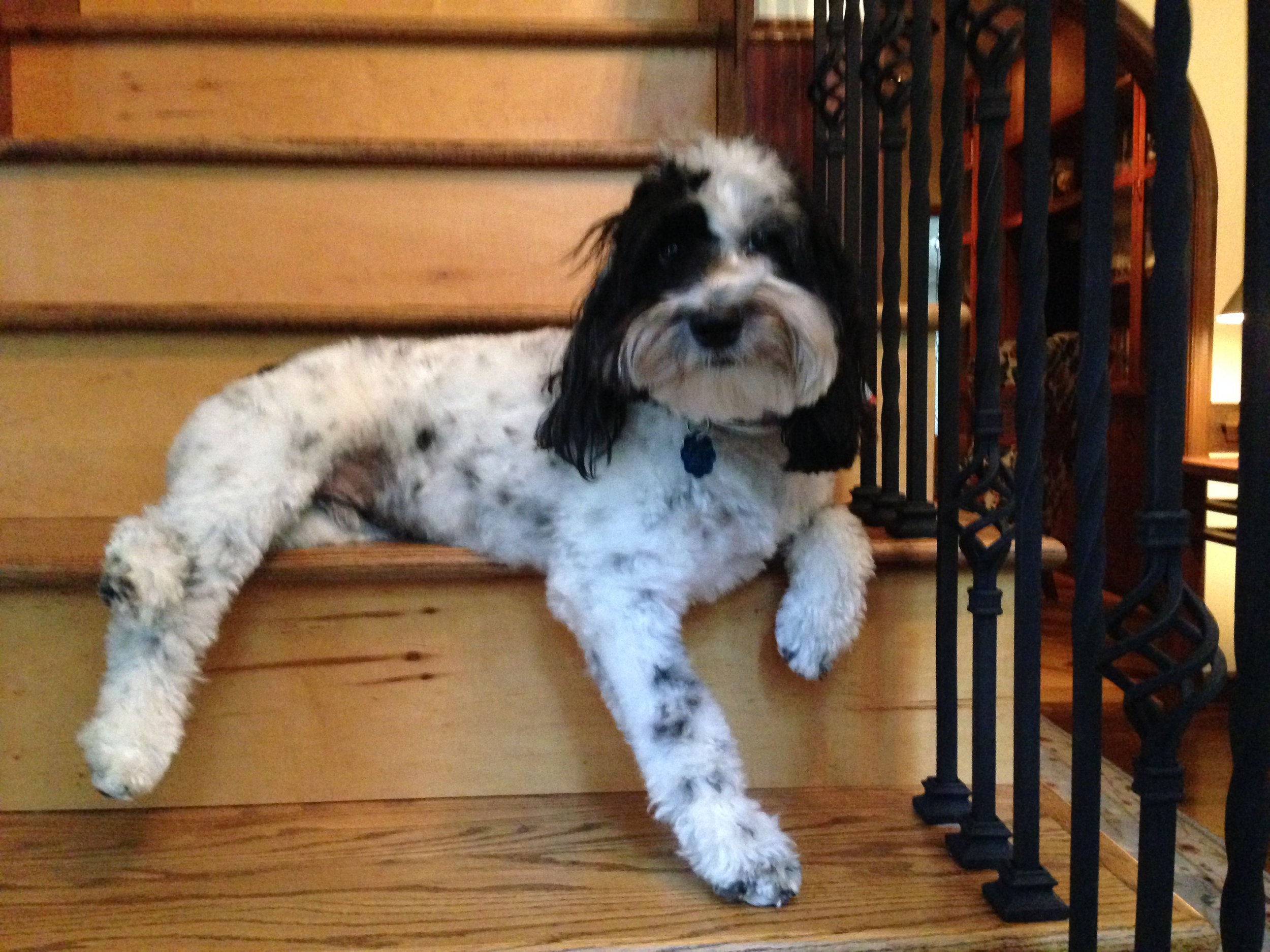 Rocky On The Stairs.JPG