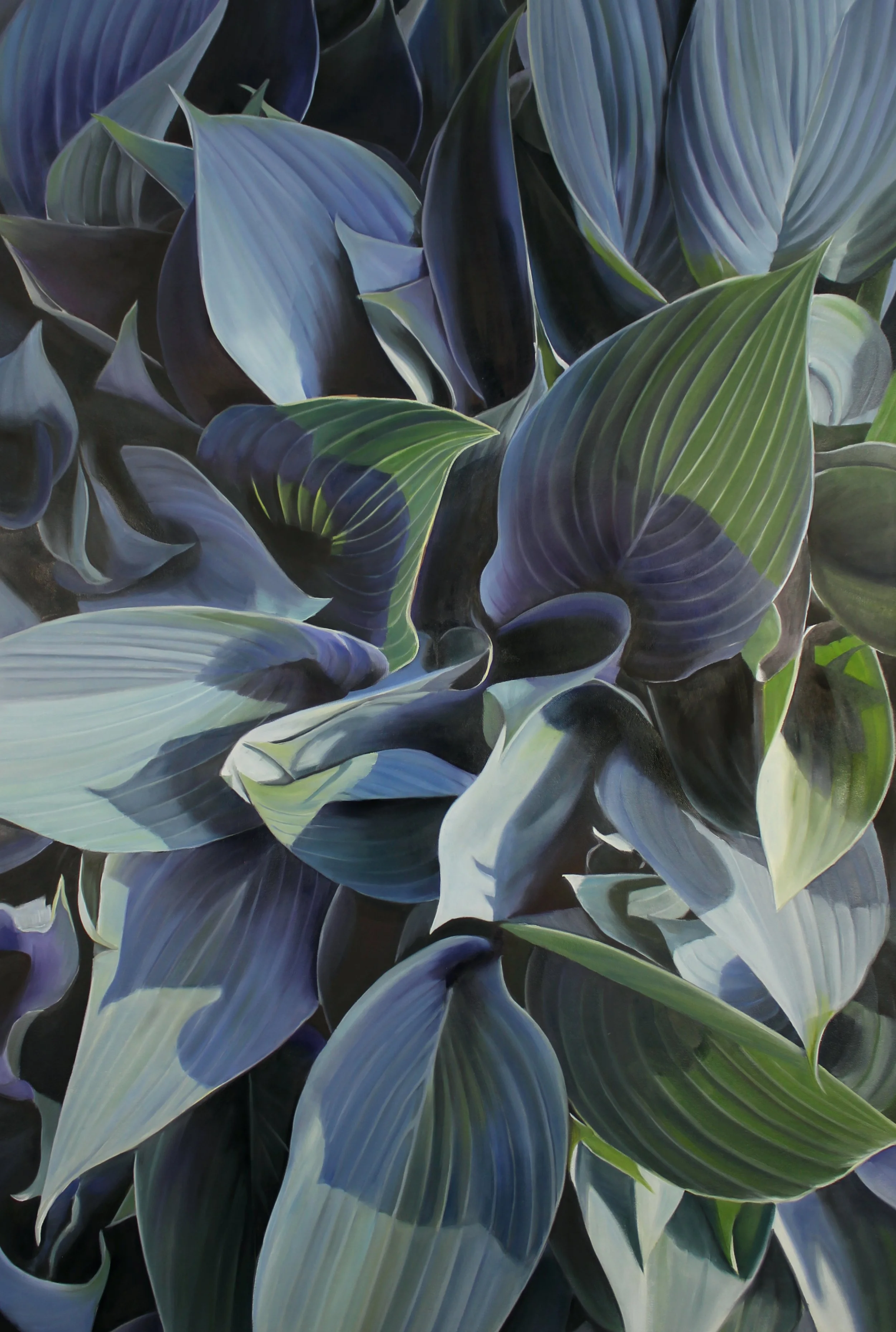 Hosta