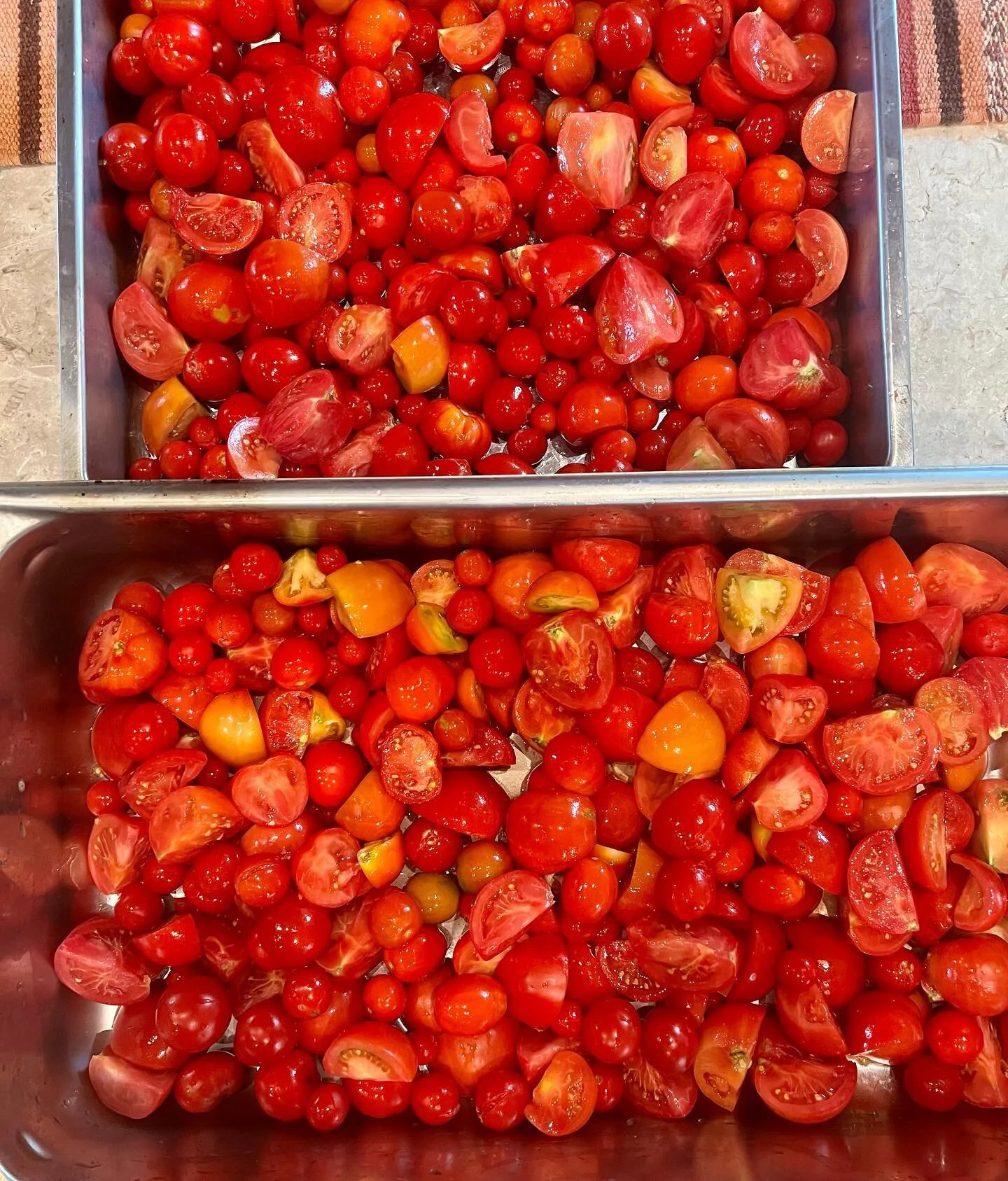 Harvested my volunteer tomato bounty! All prepped for roasting #tomato #tomatobounty #homegrown #homegrowntomatoes #volunteertomatoes #roastedtomatoes