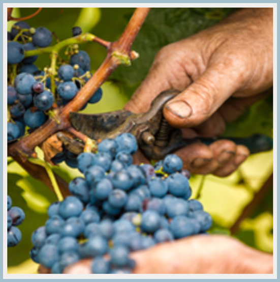 WVV grapes.png