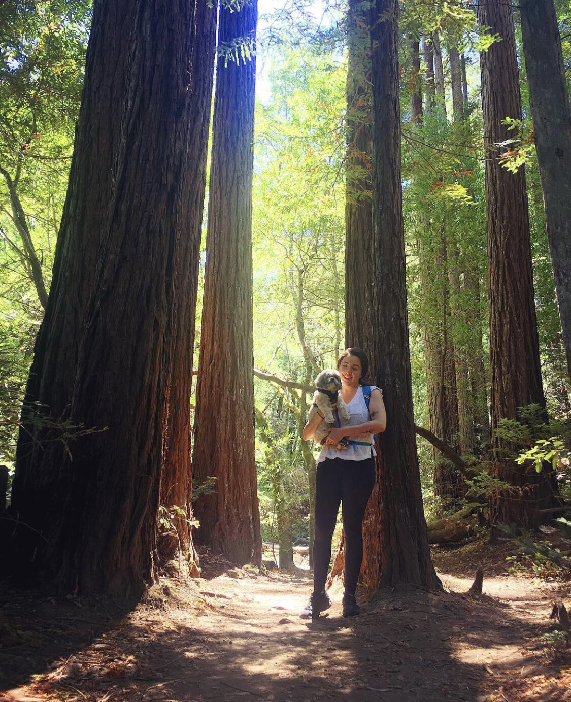 Redwoods hikes with The Dude (rescue dog)