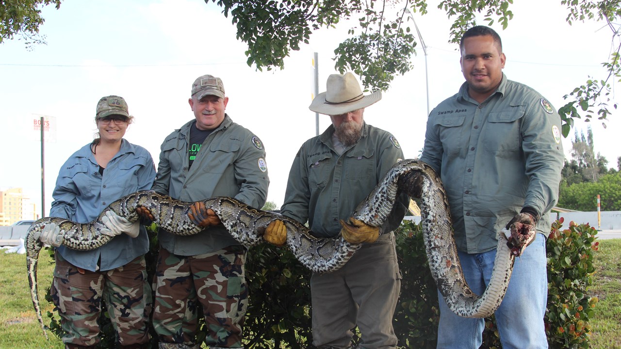 pythons.jpg