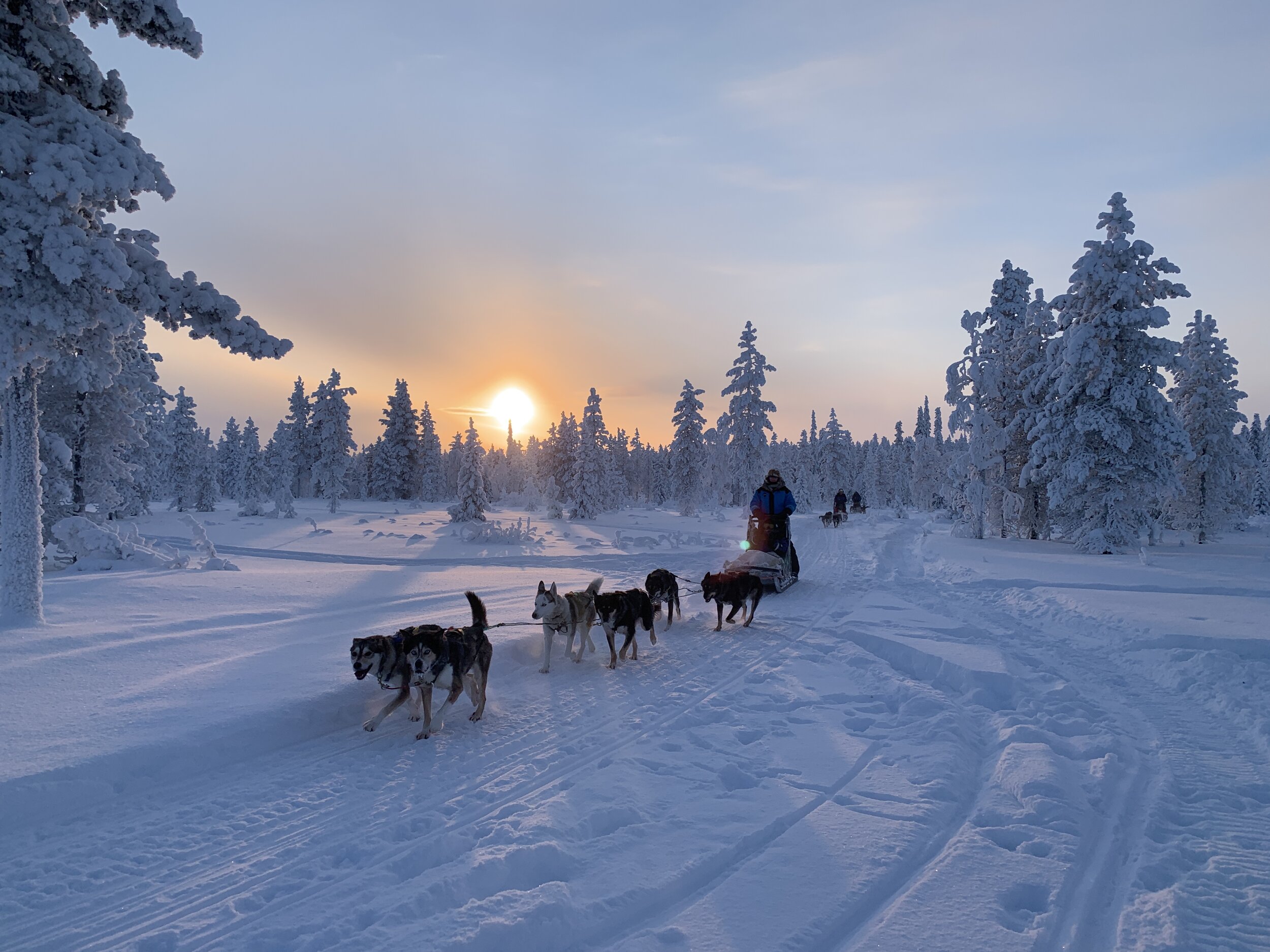 Life working on a Husky Farm in Lapland — Sidetracked Adventures