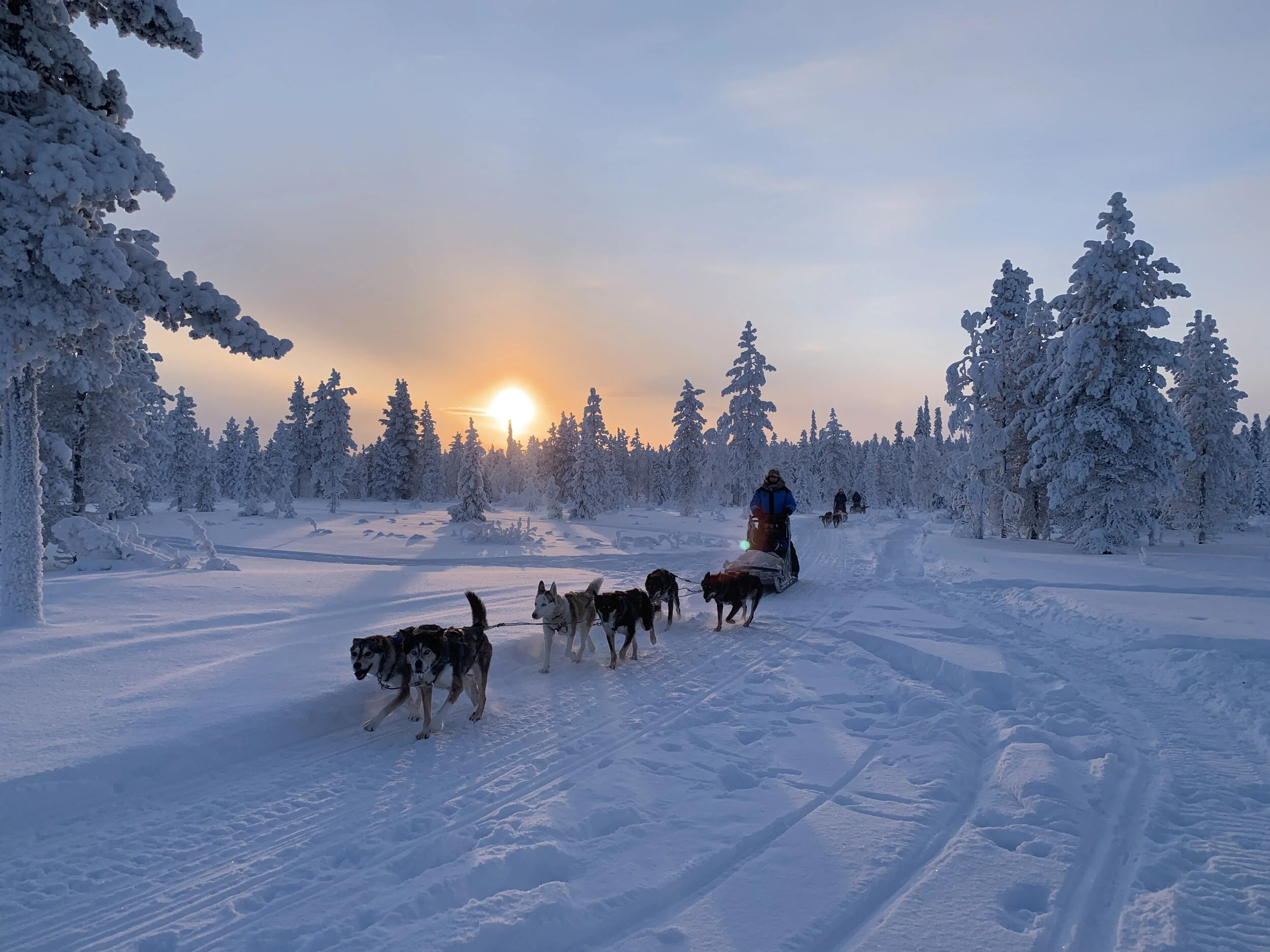 Life working on a Husky Farm in Lapland