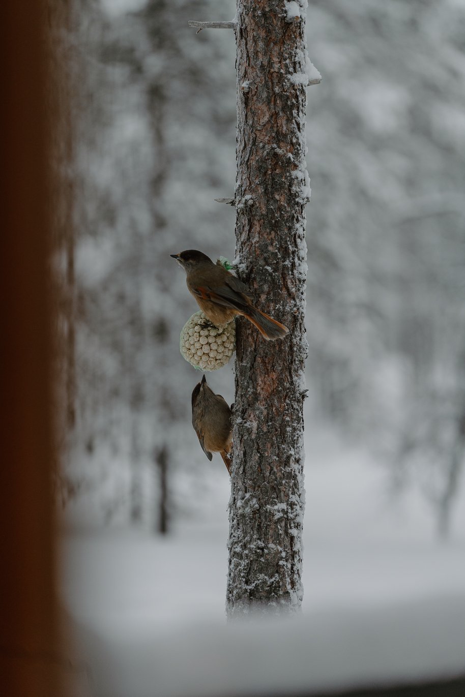 AB X Kiilopää Lodge.com-51.jpg