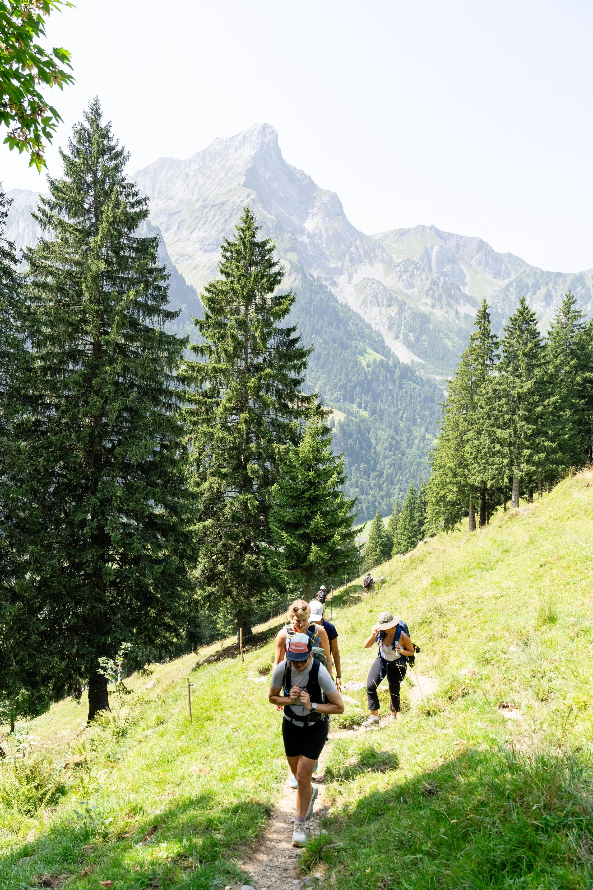 Group of hikers walking along a trail in a forested mountain area with tall green trees and rugged mountainous terrain in the background.
