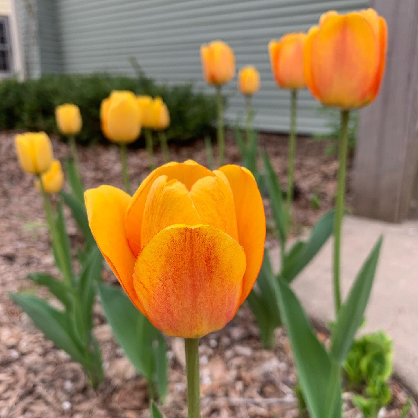 These were supposed to be orange. I grant you that they&rsquo;ve oranged up a bit. 🤔 @verynicemel what do you think? They aren&rsquo;t as orange as yours are they?