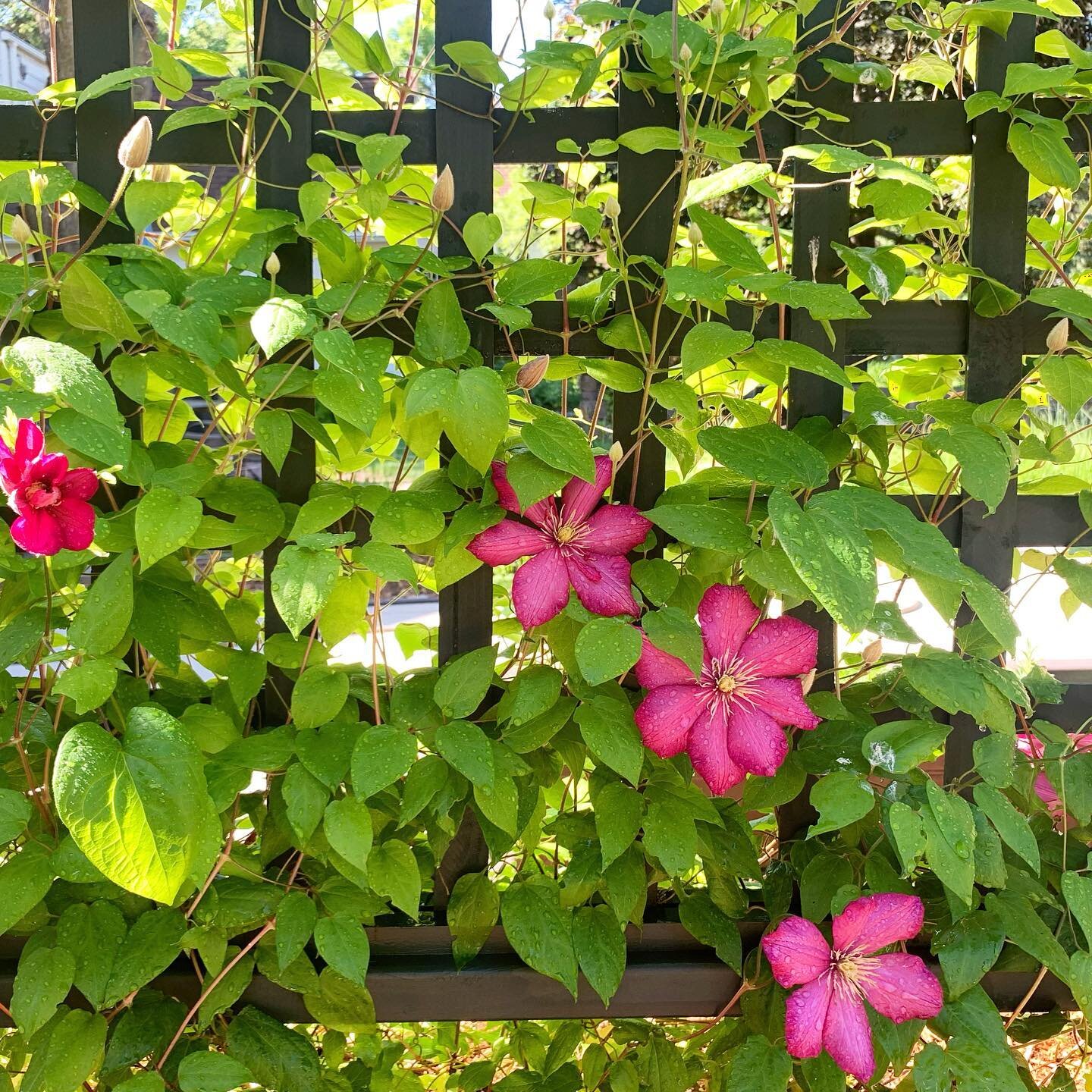 Good morning Clematis. These are not mine. They belong to our neighbors, but they climb on our fence and I really love them.