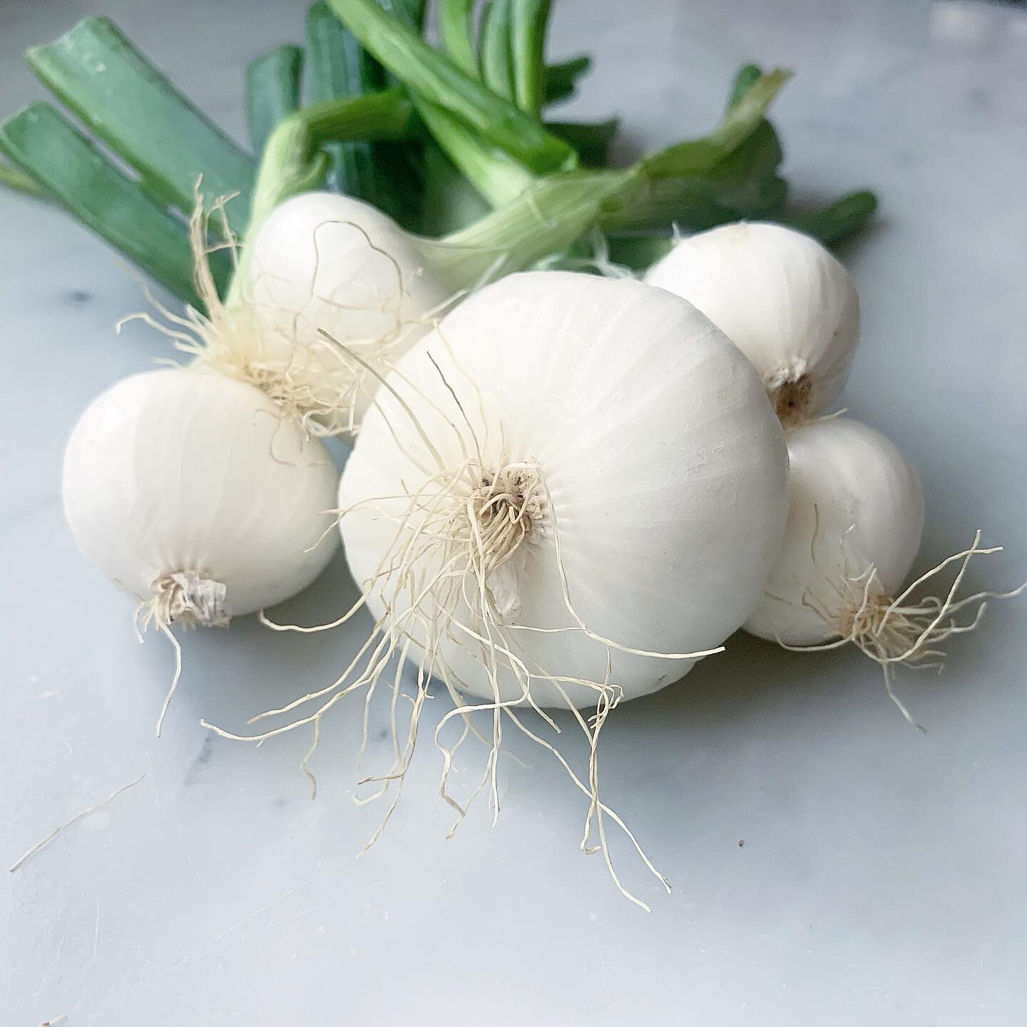 Mini onions in the CSA this week. 🧅 I loved them and they&rsquo;re pretty cute. #prairierootsfarm