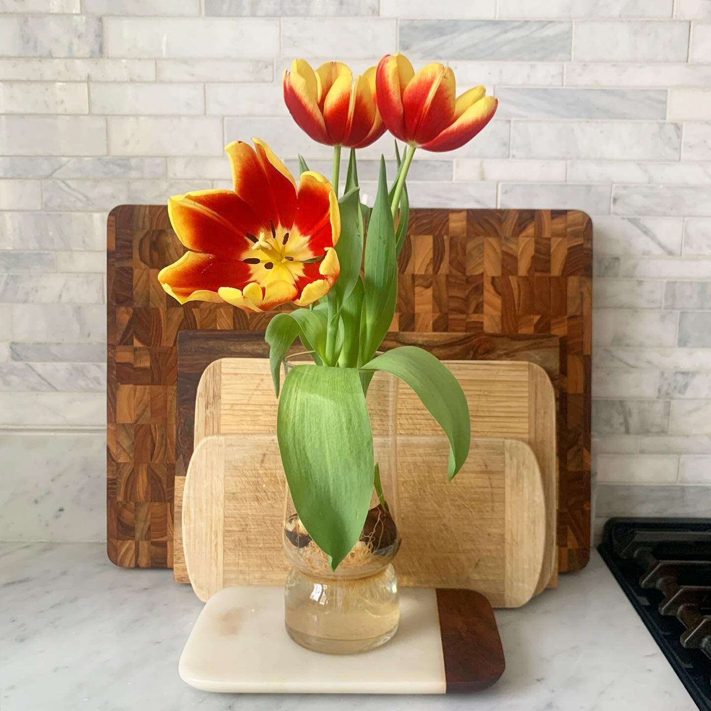 Fantasy: lovely tulips from @ckoather sitting on the counter for us to enjoy. Reality: Georgie has already knocked them over once and keeps biting off petals so they can&rsquo;t be on any table or countertop. 😭 Swipe to see the reality.