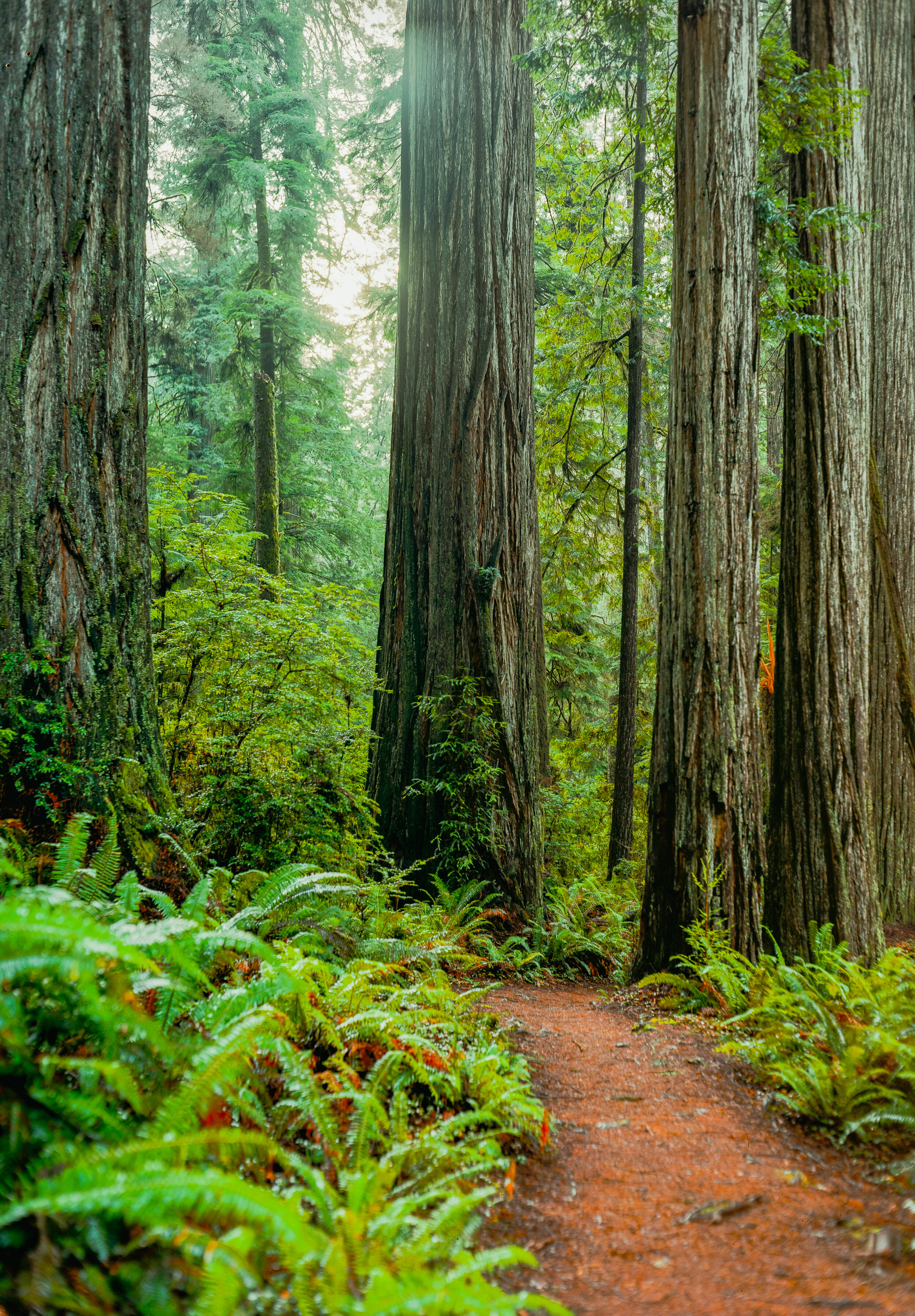 Redwoods, 2021