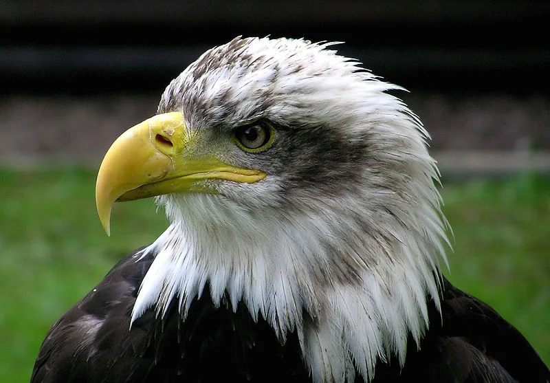 800px-bald-eagle-closeup-arp-sh-750pix.jpg