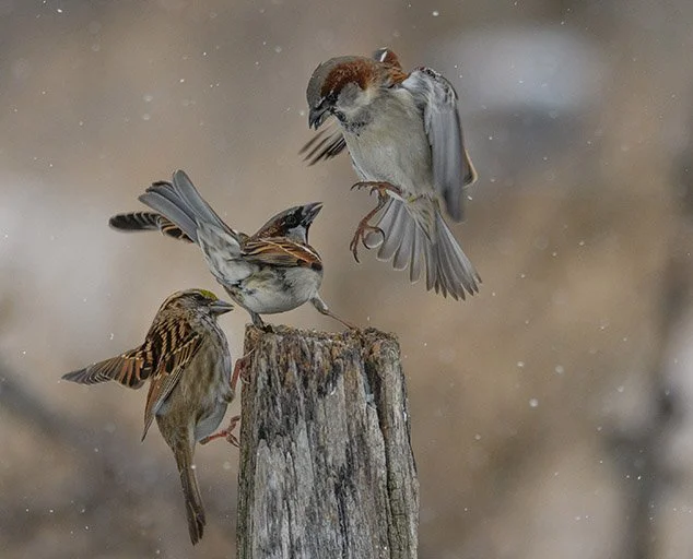 Attack-of-the-Birds-by-Charlene-Weber-634x512.jpg