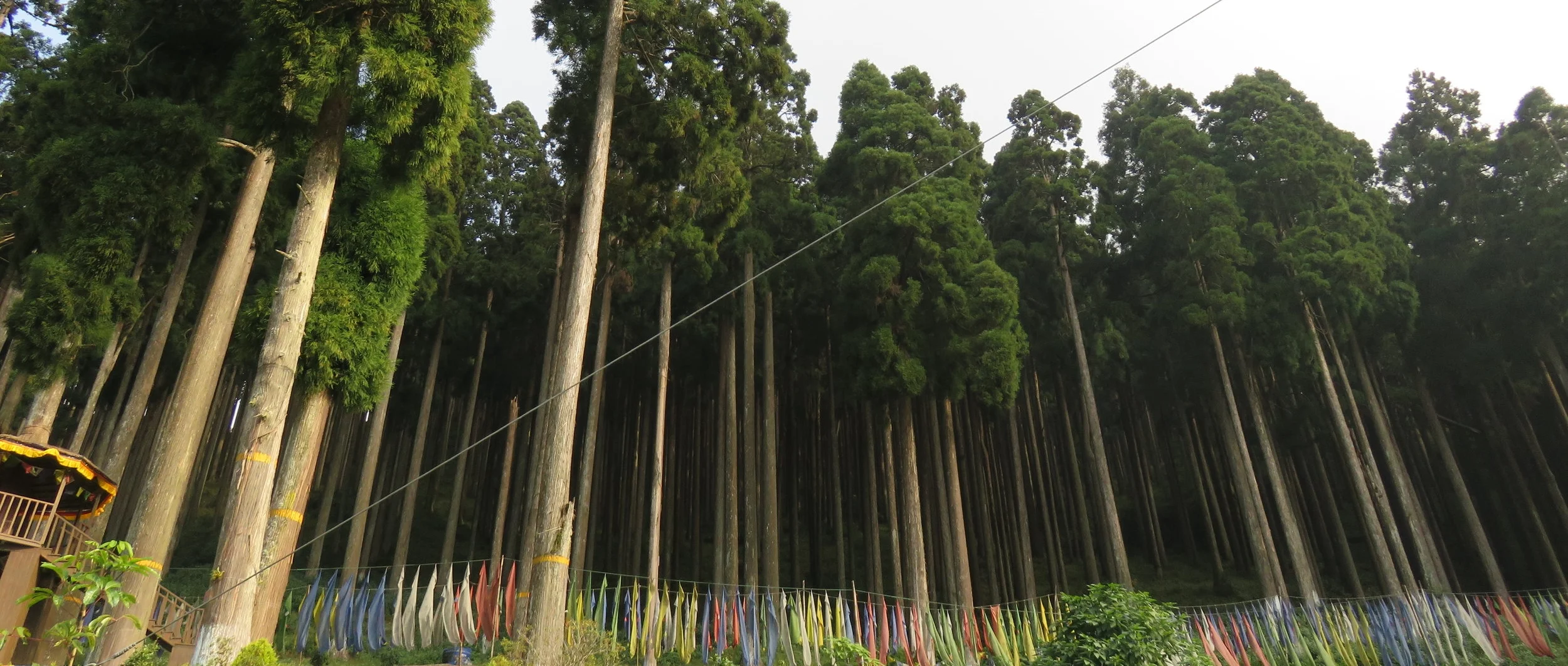 Acupuncture for Veterans Ann Arbor & Dearborn — Eastern Integrative