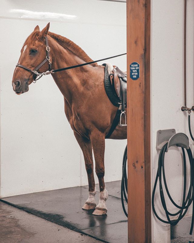 a letter from Lex:

To all my fellow mates from far and wide, short and tall, shetlands and shires, and every horse inbetween.

I would like to remind you to always seek happiness, to always fill your bowl to the brim with grain, get lots of turn out