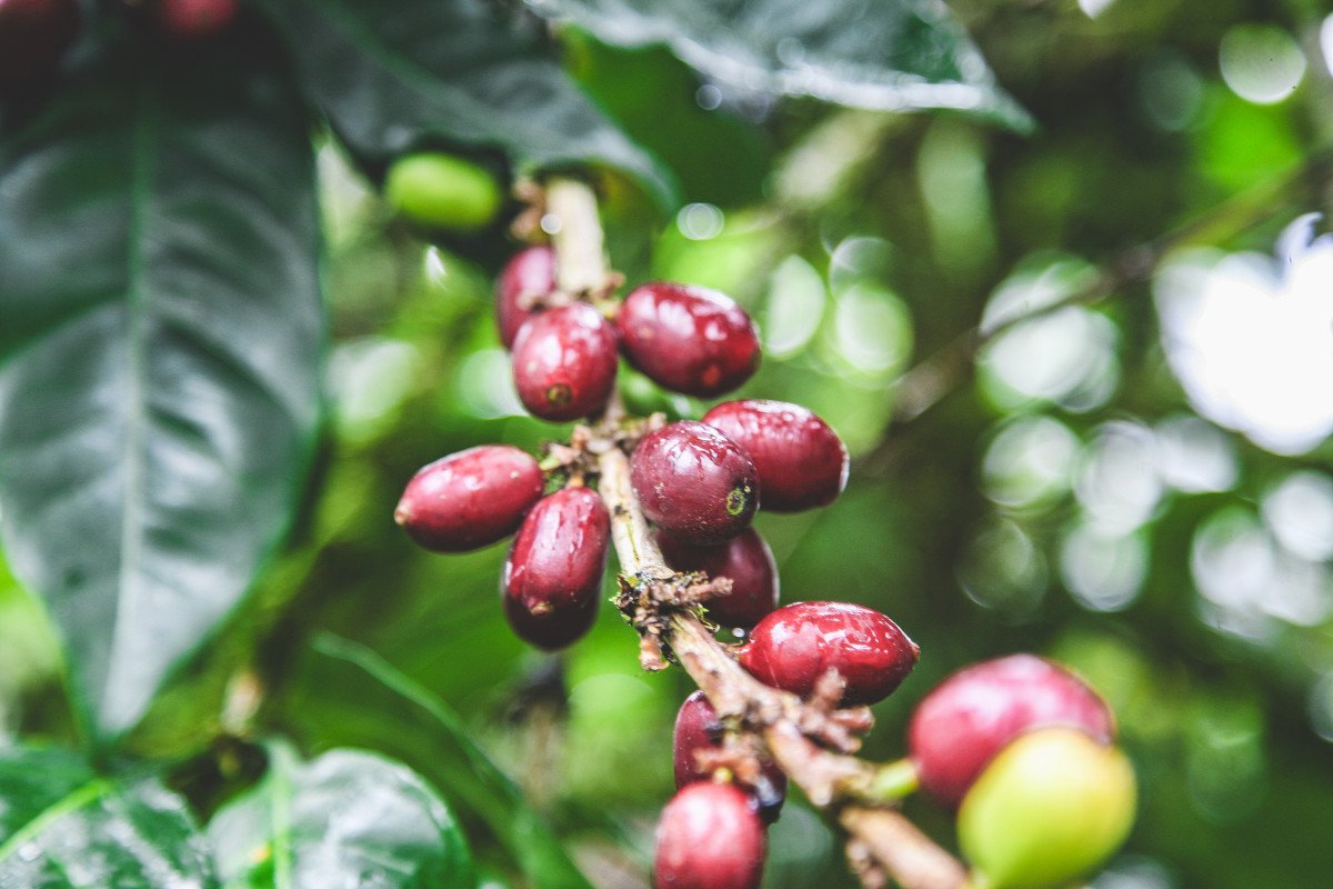 MEXICO - Finca Fatima