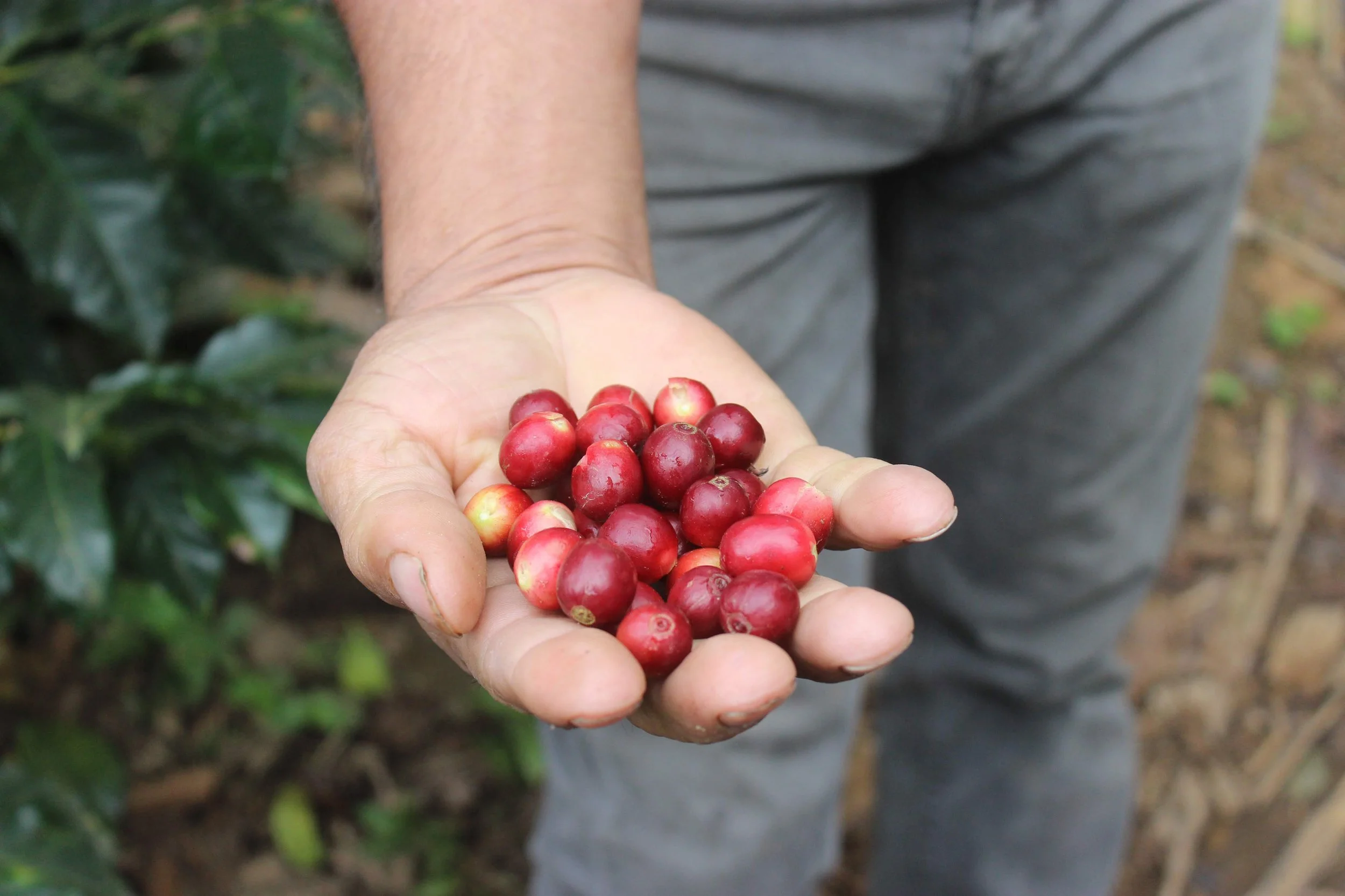 COLOMBIA - El Vergel : Reforest Project