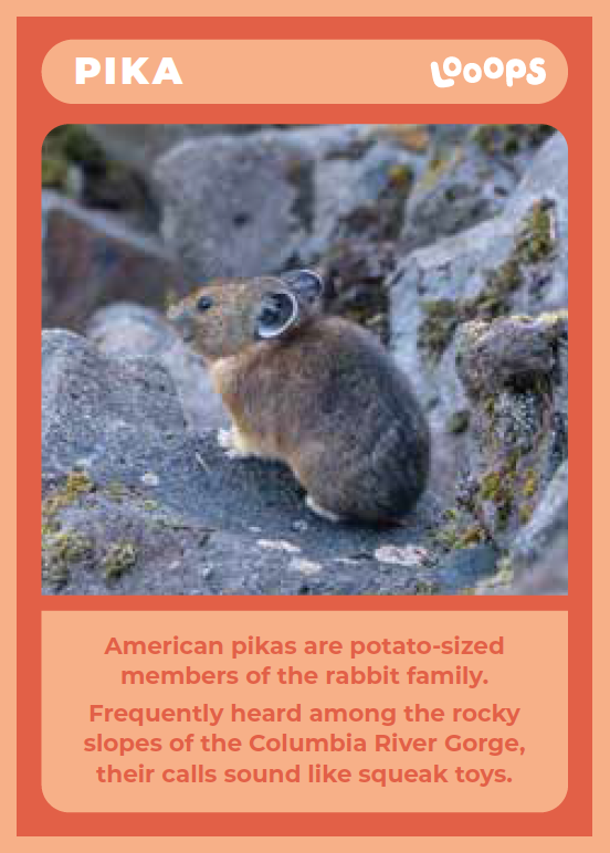 Pika Info Card: Front