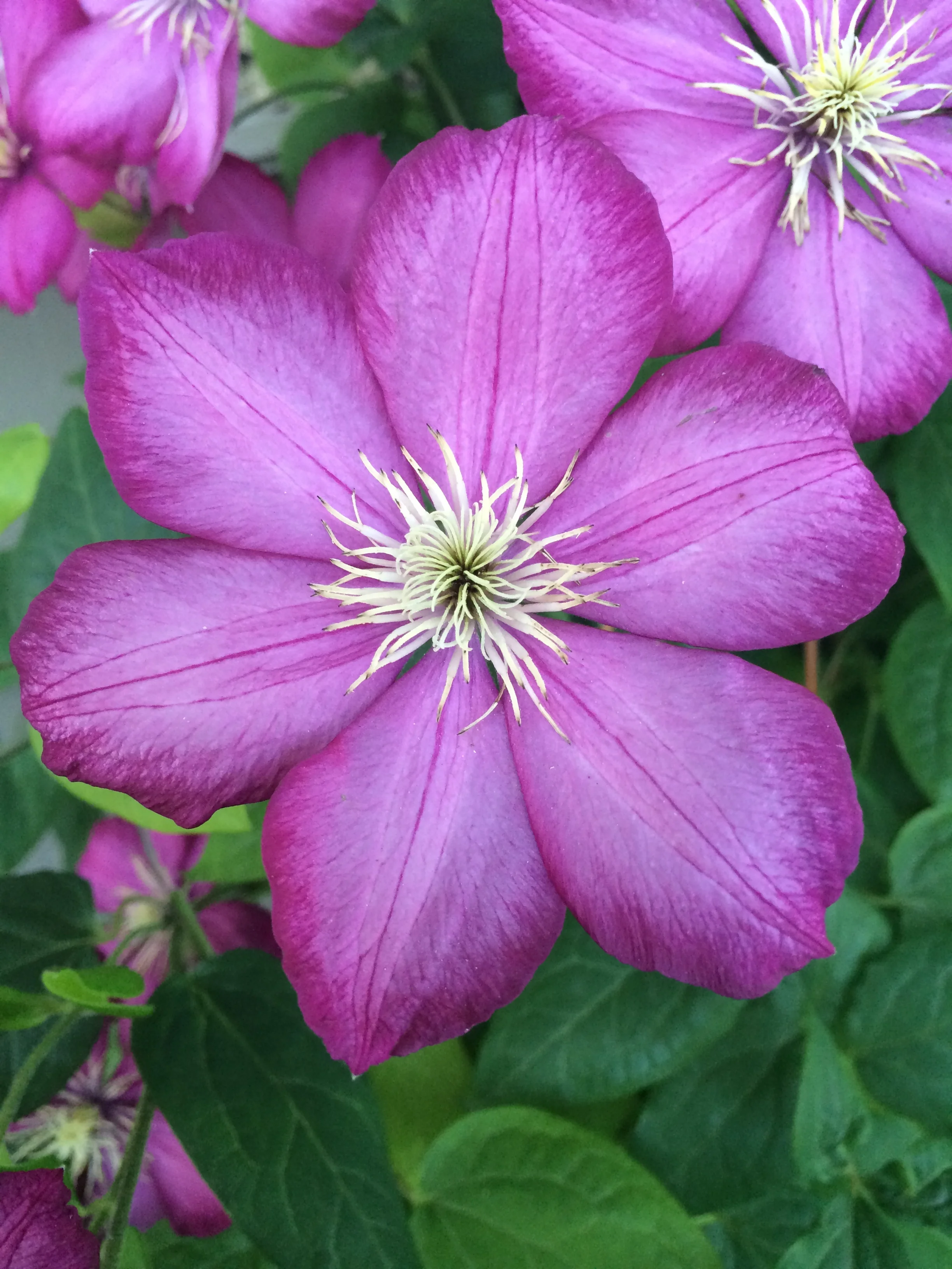 Beauty Reveals Itself