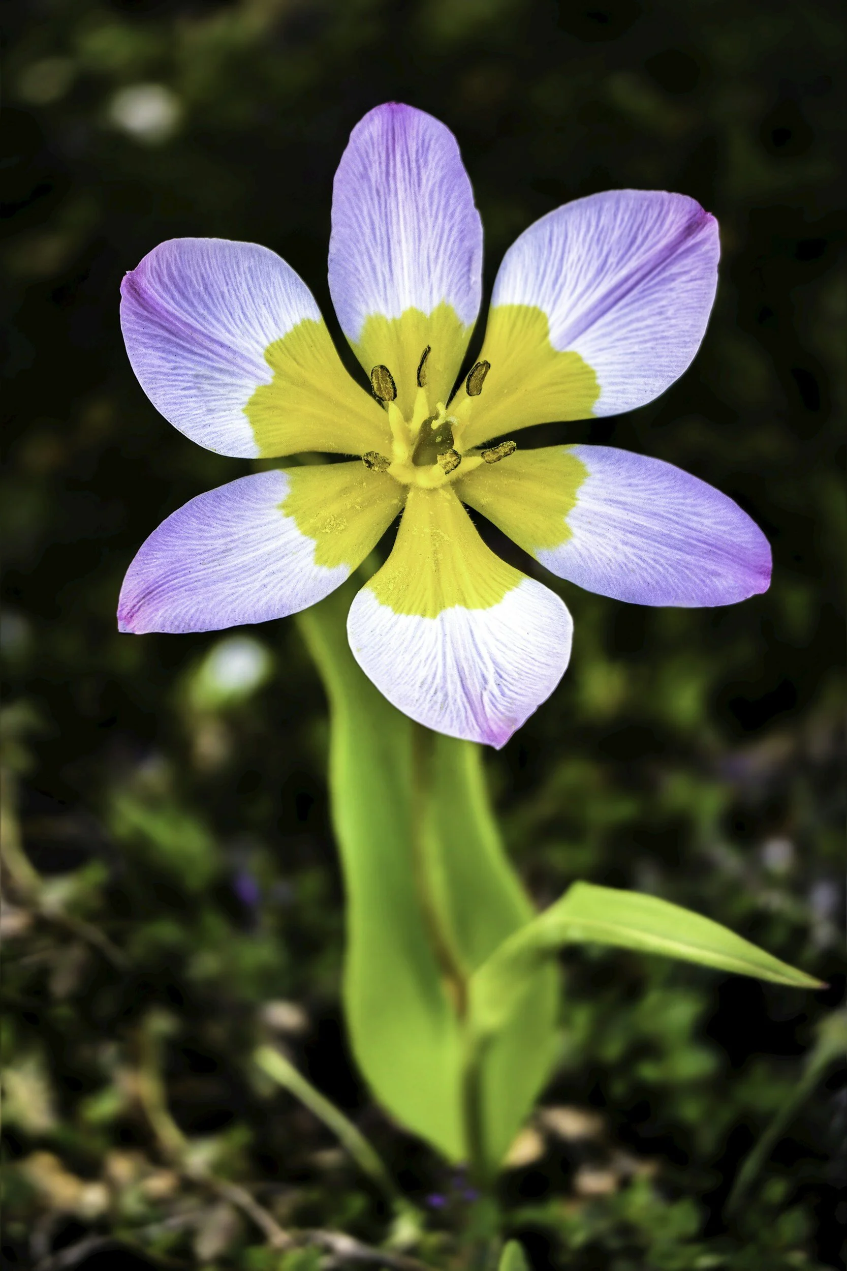 Gratitude Flowers: A Deep Gratitude Practice