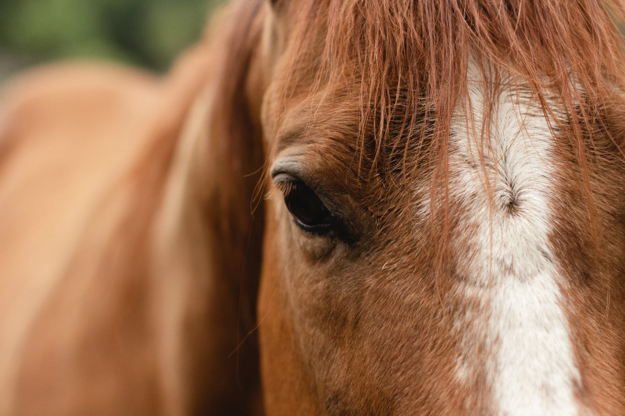 Ride your perfect horse at Greenhorn Ranch