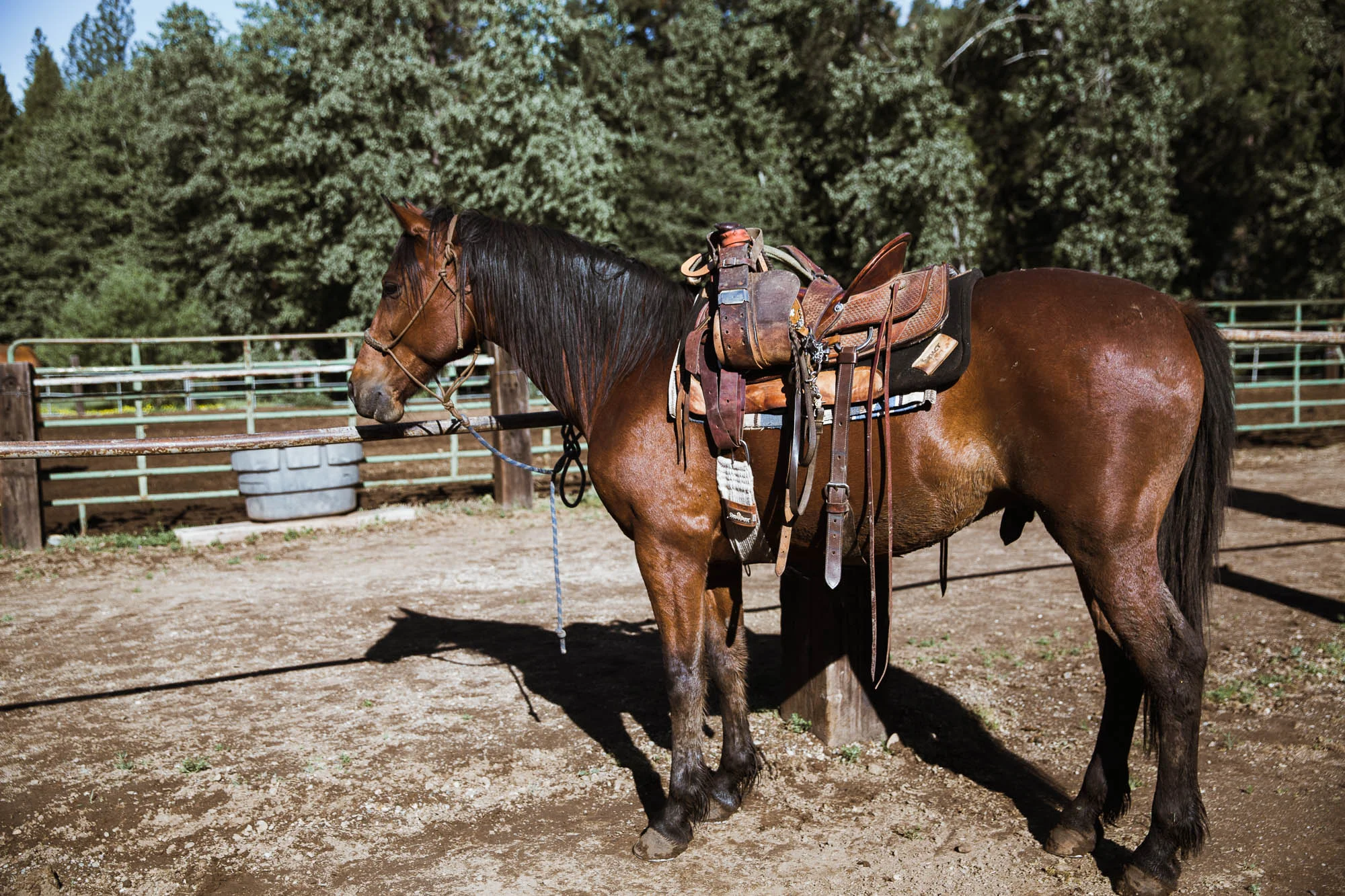 Tips for Beginner Riders for guests of Greenhorn Ranch, Quincy, California