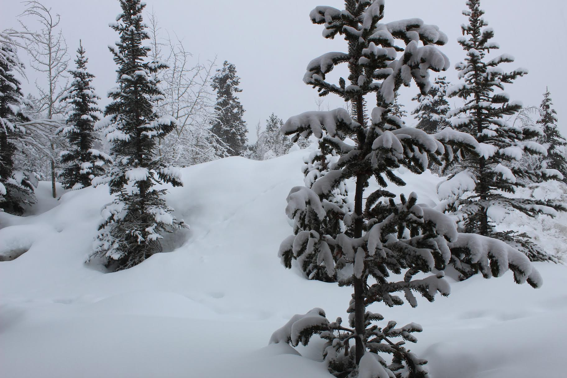 the view from the back porch of my ski resort