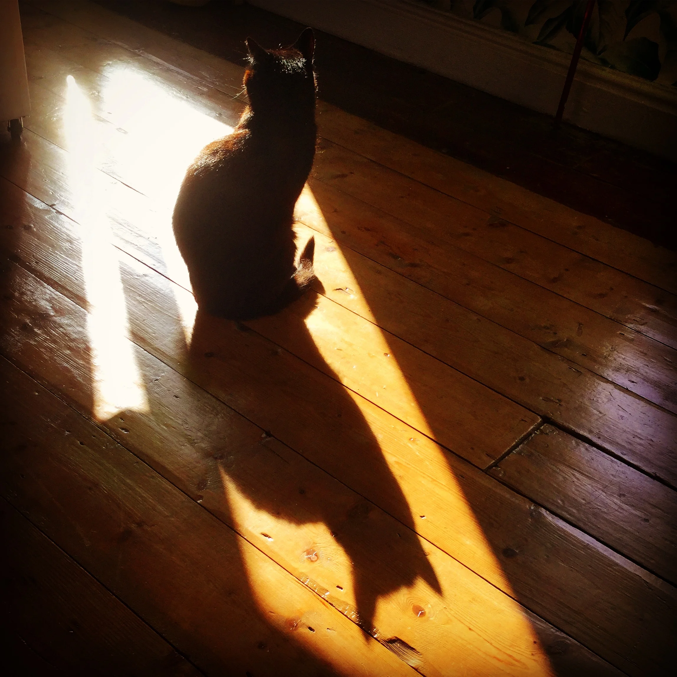 Stray Cat Rescue. Part 4. The Case Of Yoko, Columbo And The Mystery Kittens.