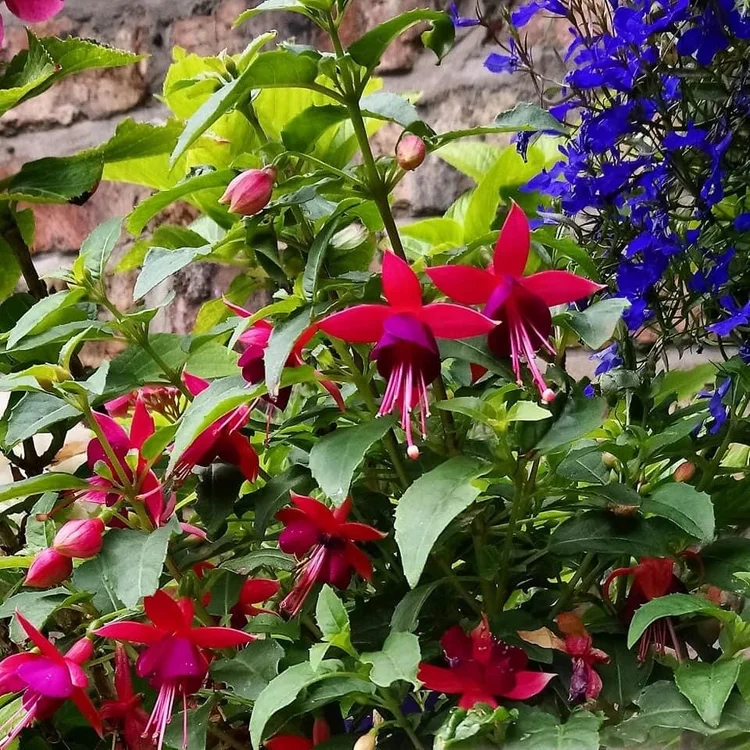 From Feeling Low In Lockdown To Cat Masks & A Fuchsia Frenzy - Happy ...