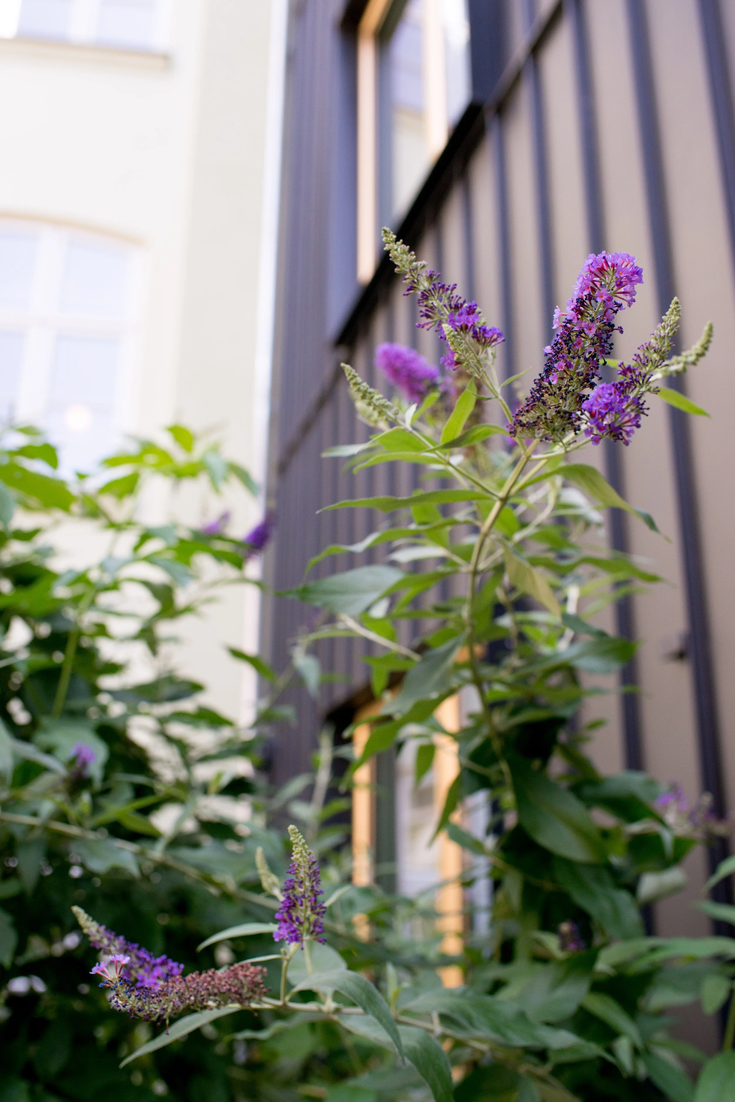 PurpleFlowersCopen-4.jpg