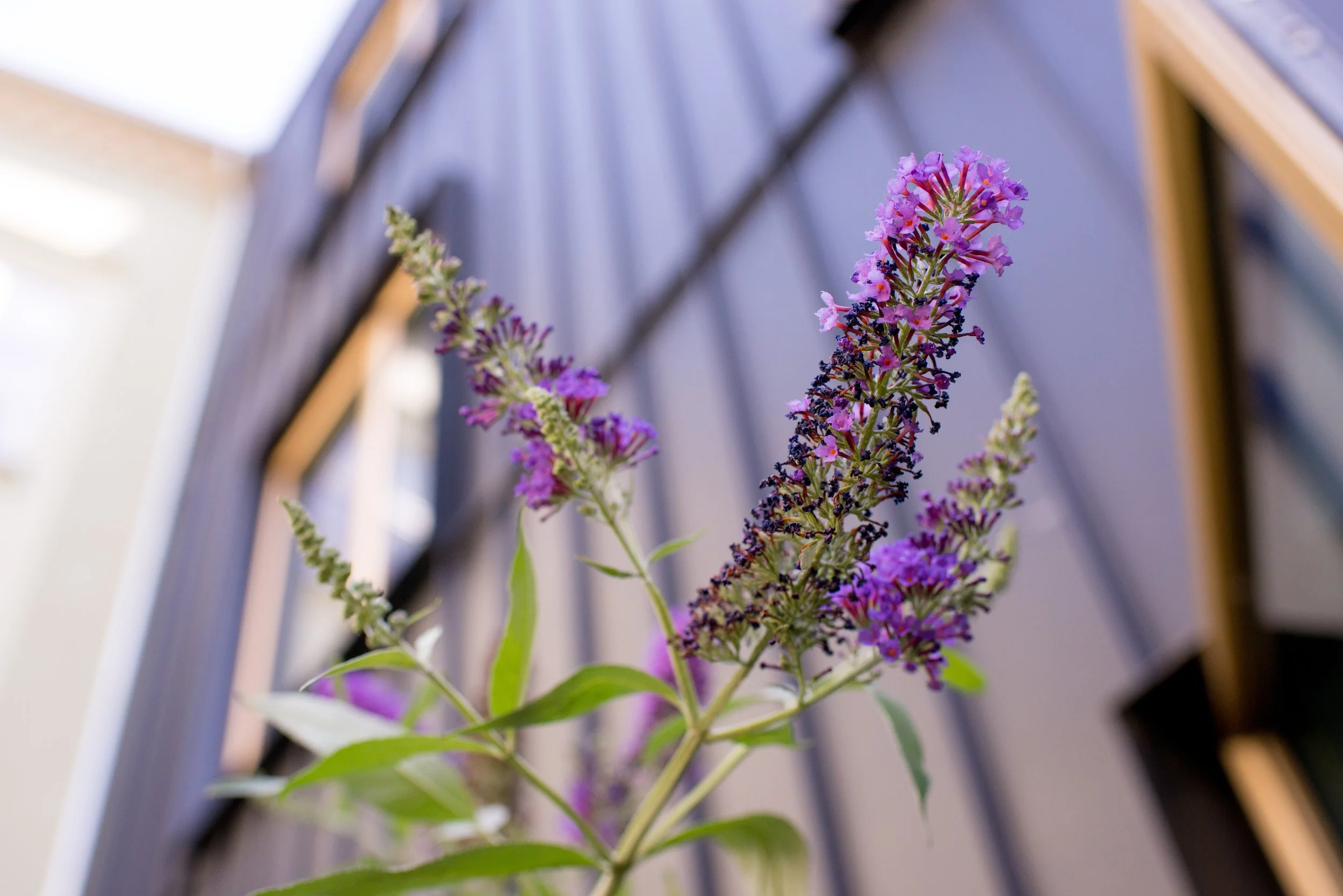 PurpleFlowersCopen-1.jpg