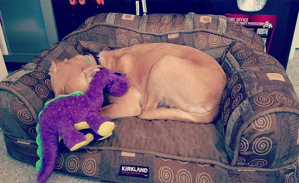 Consulting with her favorite purple dinosaur.