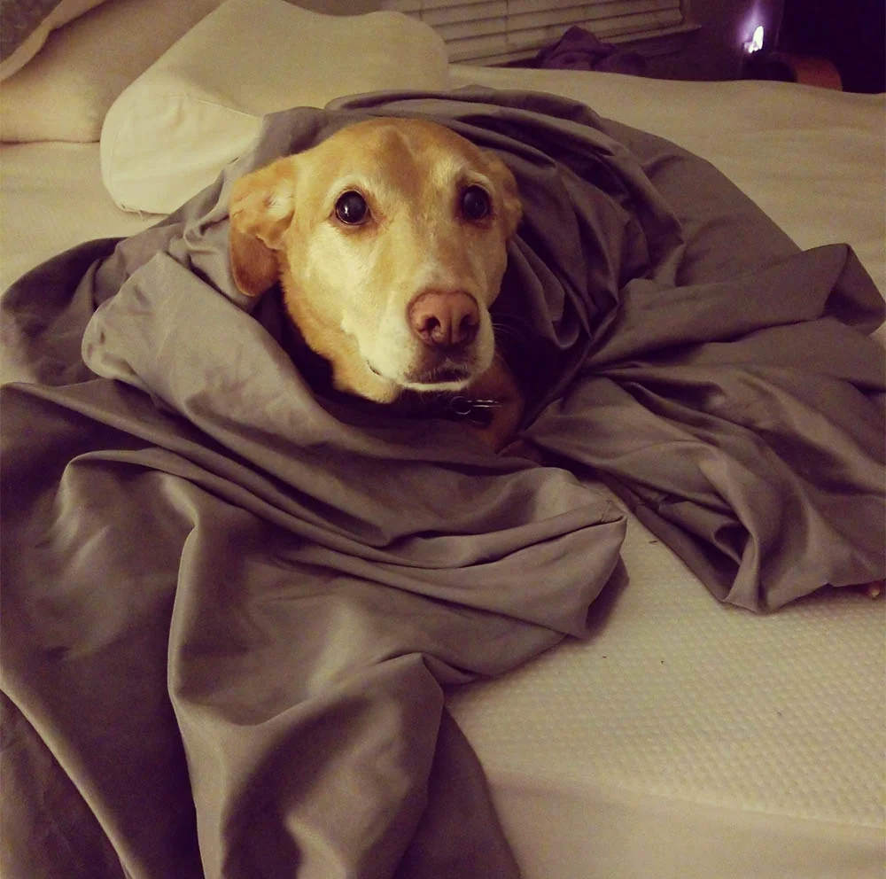 Yes I know you're making the bed, this is called "helping."