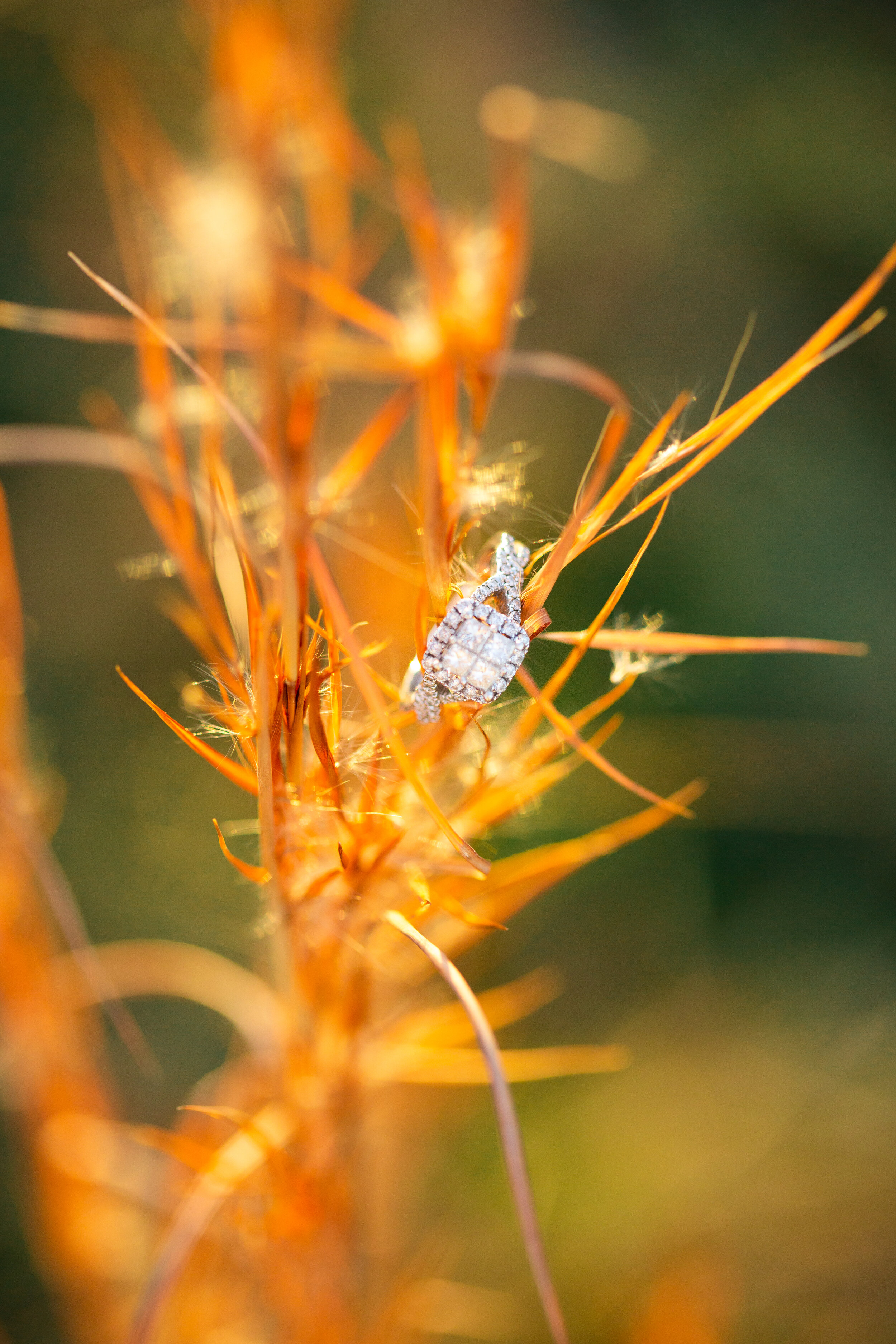 kate-and-brendan-engaged-5395.jpg