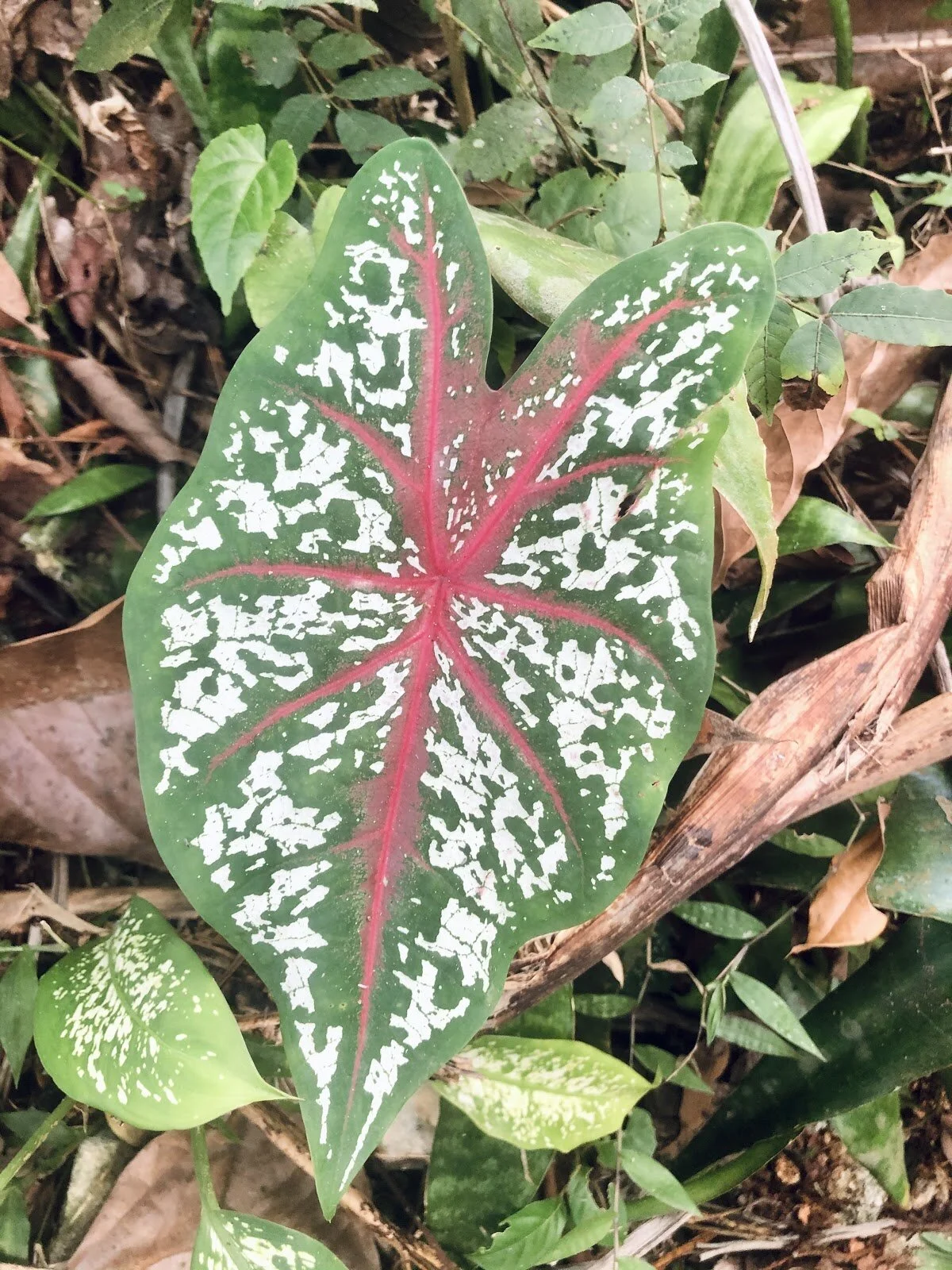 Lead With Your Heart