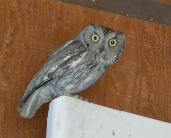 Copper Cactus Owl.jpg