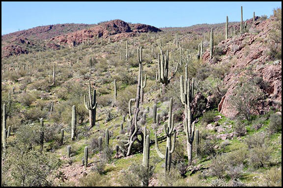 Copper Cactus Hillside.jpg