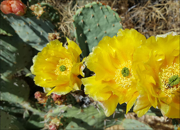 CCR Cactus Flower.jpg