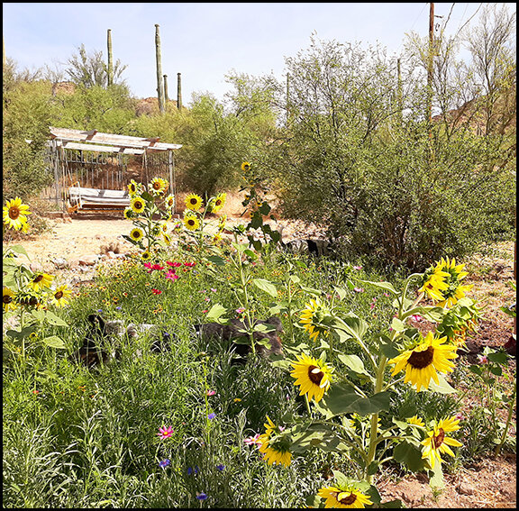 Copper Cactus Ranch Flowers.jpg