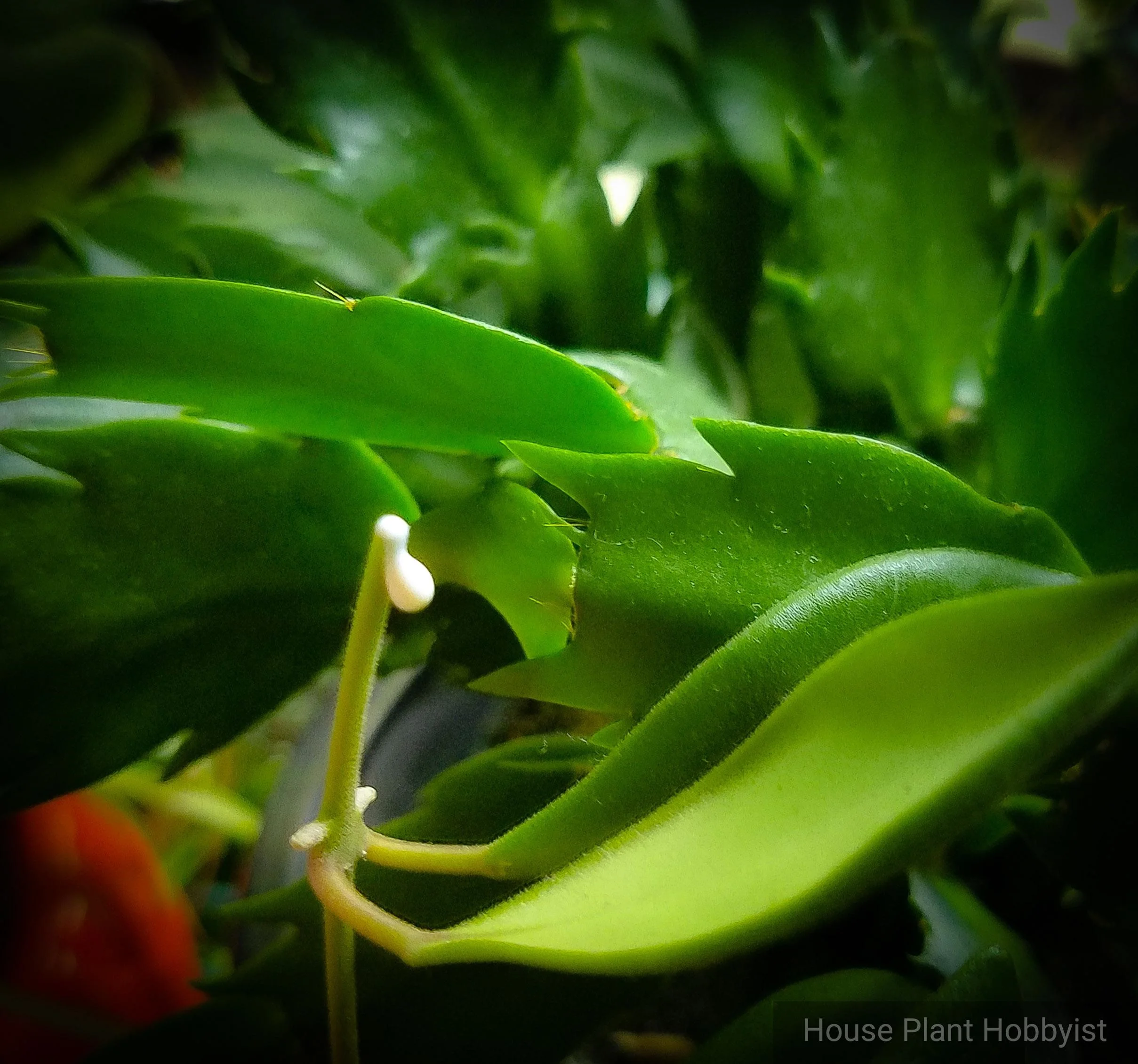 Hoya sp. aff burtoniae cutting bleeding in front of a Schlumbergera truncata