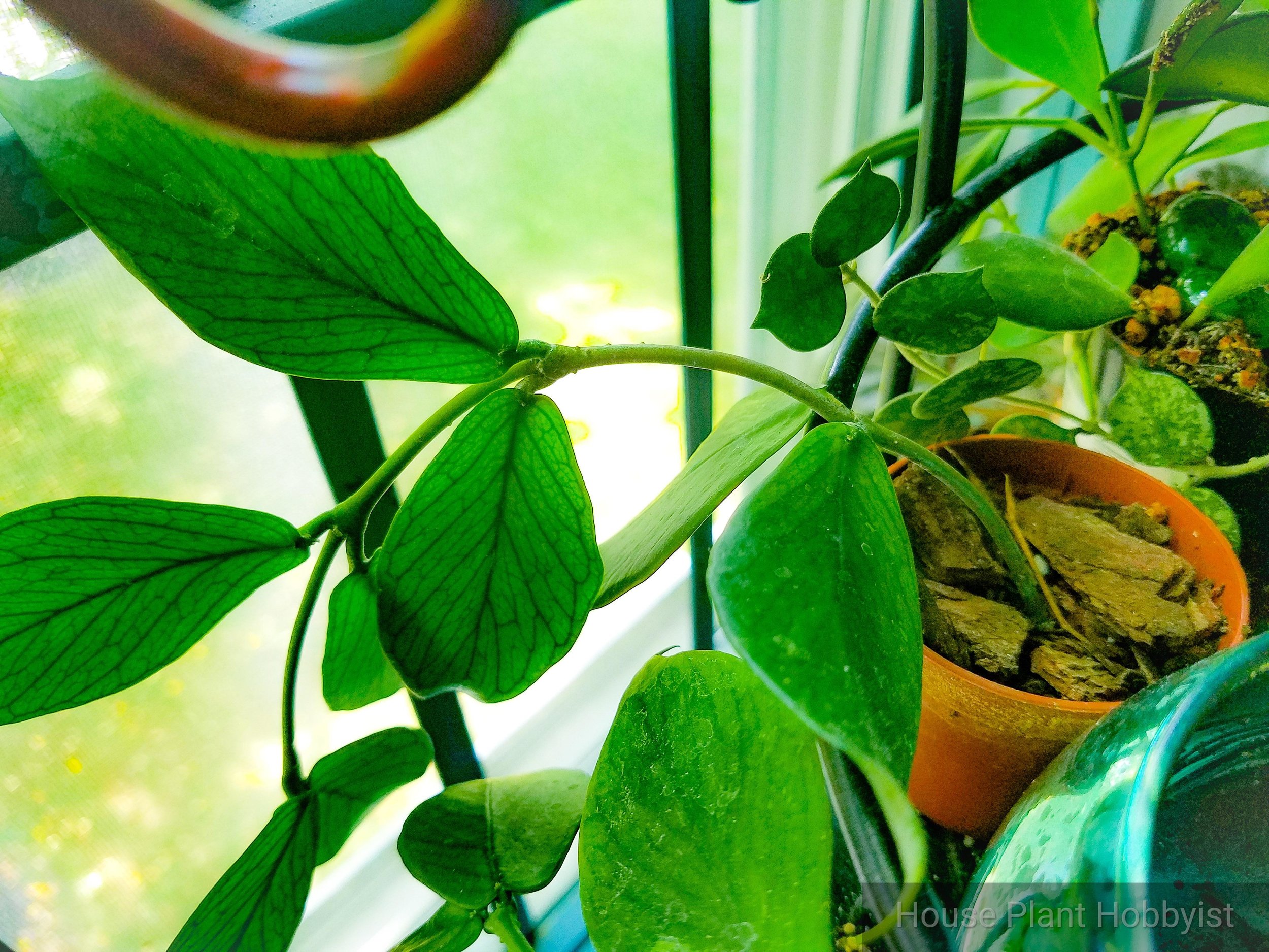Хойя diversifolia