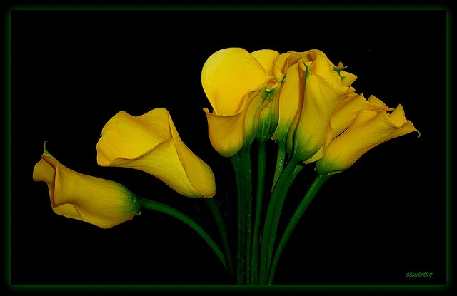 Photo credit: ccmerino on Visualhunt / CC BY-NC-SA