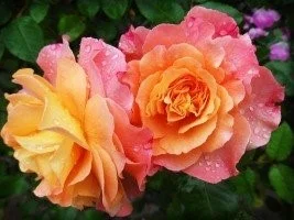 Rose.jpg