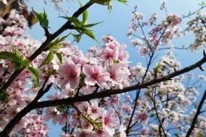 Sakura.jpg