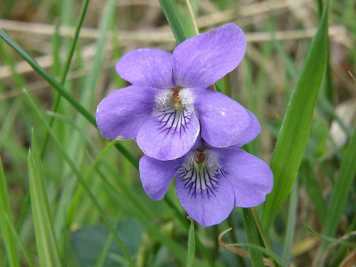 120 Botanical Baby Names House Plant Hobbyist