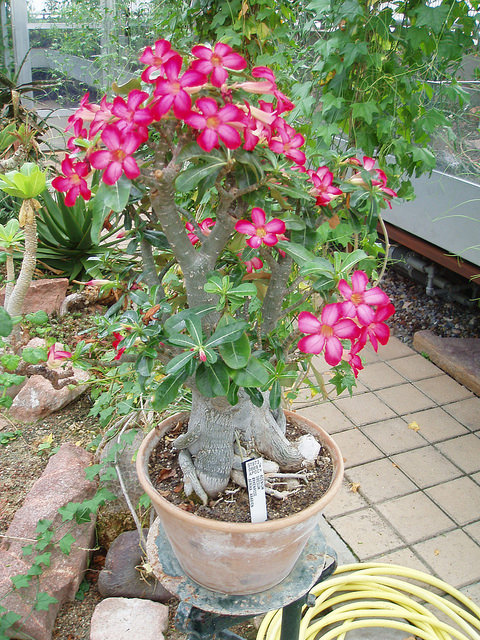Is Desert Azalea Or Desert Rose Toxic to Cats? 