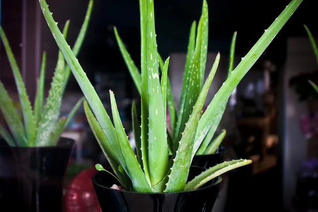 aloe.jpg