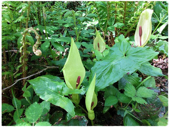 arum.jpg