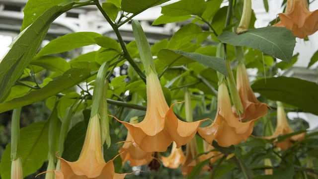 brugmansia.jpg