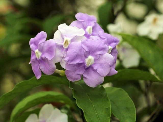 brunfelsia.jpg